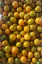 Best Price High Quality Natural kumquat lemon calamansi fresh juice Sweet Fruit Taste  Shipping from Viet Nam