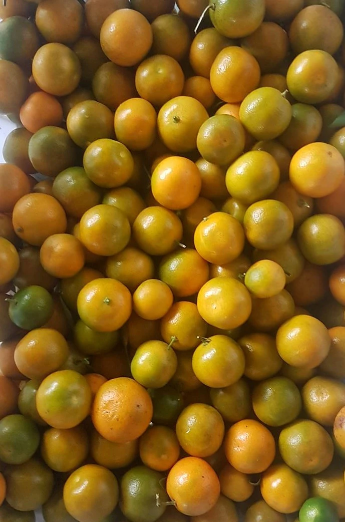 Best Price High Quality Natural kumquat lemon calamansi fresh juice Sweet Fruit Taste  Shipping from Viet Nam