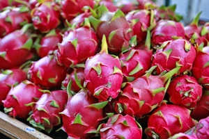 Best Quality Red Dragon Fruits