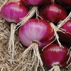 Best Wholesale Indian Nashik Fresh Red Onion