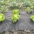 Import Black or Green Color PP Nonwoven Fabric Weed Control from China