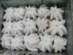 BQF frozen flower baby octopus