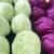 Import BT Foods Export Oriented 100% Fresh Green Cabbage from Bangladesh