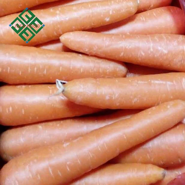 carrot export from china farm natural fresh carrot