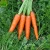 Import Carrots fresh carrot fresh organic vegetables high quality professional export in carton fresh carrot from China