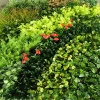 china manufacturers vertical garden wall hanging artificial plants artificial grass green carpet moss turf decoration