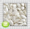 Chinese High quality Pumpkin seeds with best price