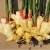 Import Chinese New Crop Fresh Spicy Liliaceous Ginger Export from China