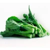 Chinese Supply Fresh Kale Vegetable