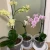 Clear Plastic Plant Planters for Orchids with Holes and Slots 4, 5 6 inch size orchid cups