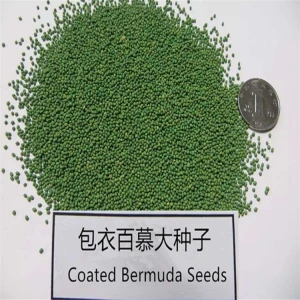 Coated Bermuda Grass seeds for planting