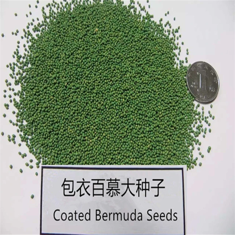Coated Bermuda Grass seeds for planting
