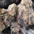 Import Copper Ore And Copper Concentrate from USA