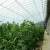Import customized  200 micron pe plastic film tomato greenhouse uv treated plastic greenhouse film from China