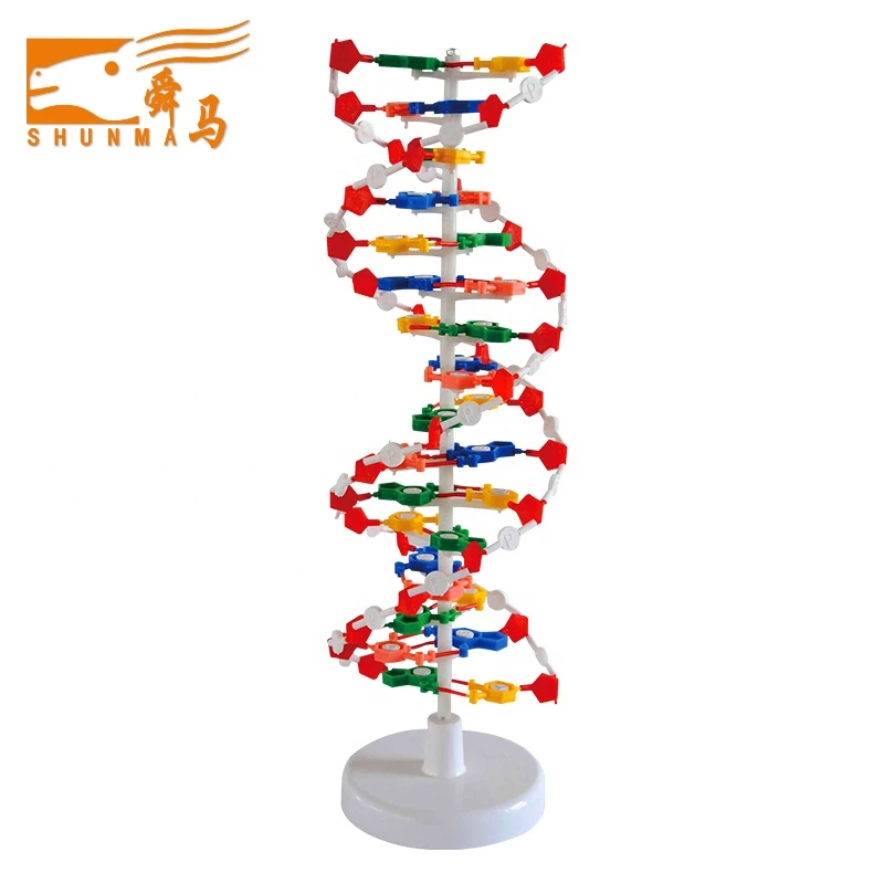 DNA molecule structure model/biological model medical teaching biological model