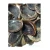 Import Dried Shell Murex Operculum,Operculum Shells from USA