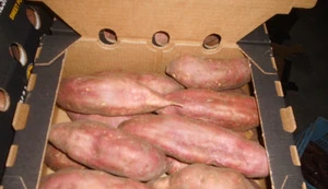 egyptian fresh sweet potato high quality (A)