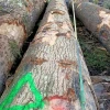europe ash wood good quality grade a white and red logs wooden oak padouk log