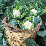 Fresh Cauliflower From Poland