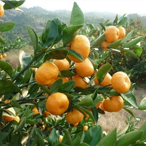 Fresh Chinese Nanfeng honey Baby Mandarin Orange with wholesale price