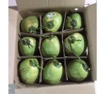 Fresh Coconut from Vietnam