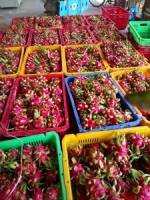 Fresh Dragon Fruits