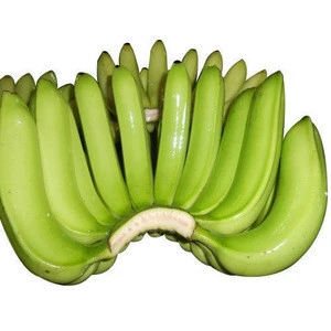 Fresh green Cavendish bananas