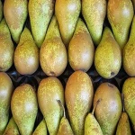 Fresh Pears for sale