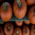 Import FRESH PUMPKIN WITH HIGH QUALITY from China
