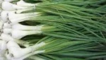 Fresh Scallions
