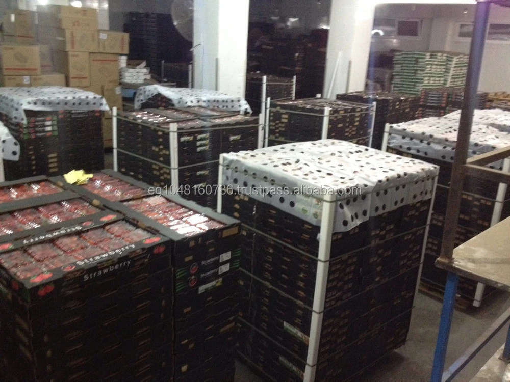 Fresh strawberry for export from Egypt