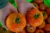 Import fresh tomato best price in vietnam from Vietnam