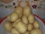 Import Fresh White Potato from Pakistan from Pakistan