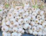 FRESH/FROZEN GARLIC FOR SALE