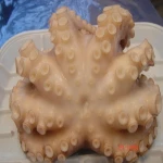Frozen Baby Octopus