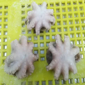 Frozen Blanched Baby Octopus Flower