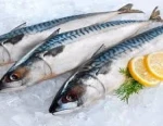 Frozen Mackerel Salmon Fish For Sale