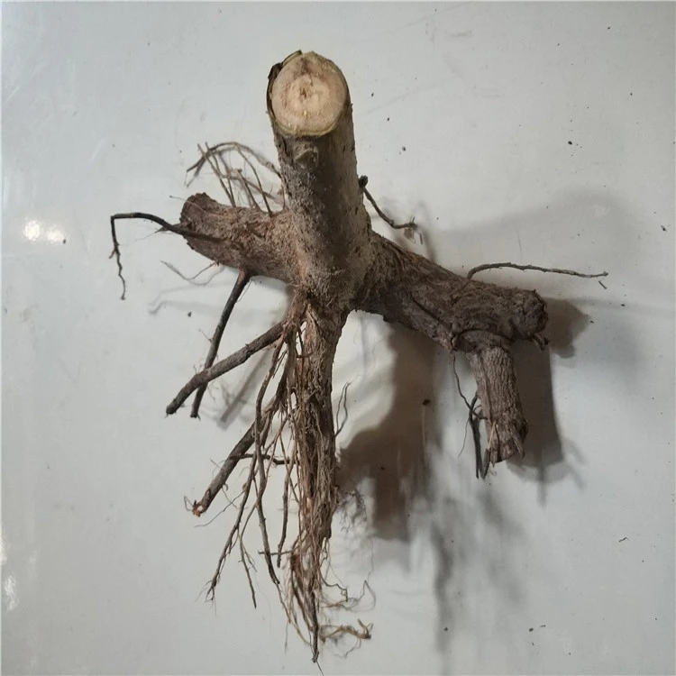 FTE Paulownia Roots Seedling for Growing