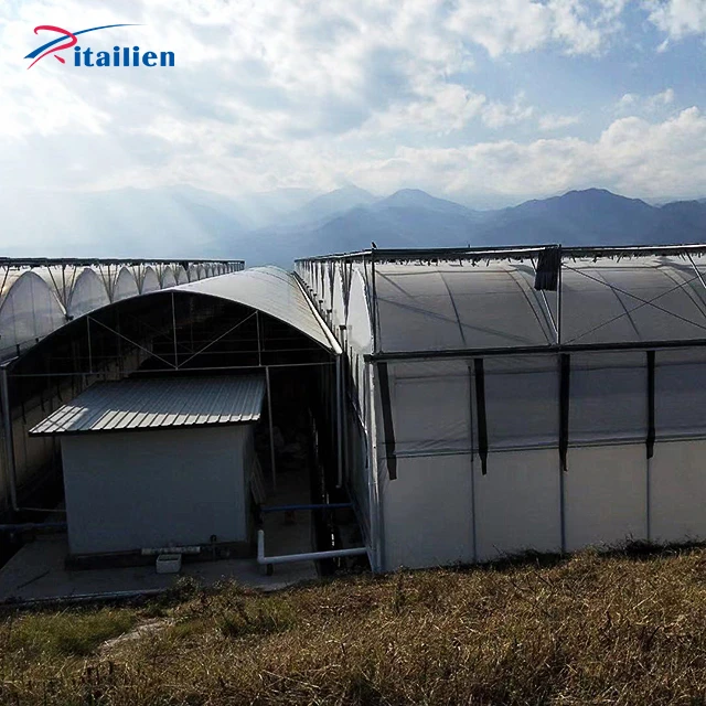 Galvanized Steel Frame  Temperature Control Plastic Film Greenhouse Aquaponics Multi-Span Greenhouses