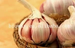 Garlic Oil--Health & Medical>>Extract>>Plant Extract