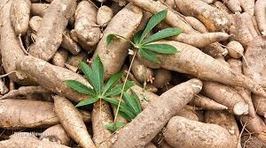 Good Fresh Cassava