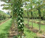 Grade A Quality Fresh Papaya Fruit/Frozen Green Papaya