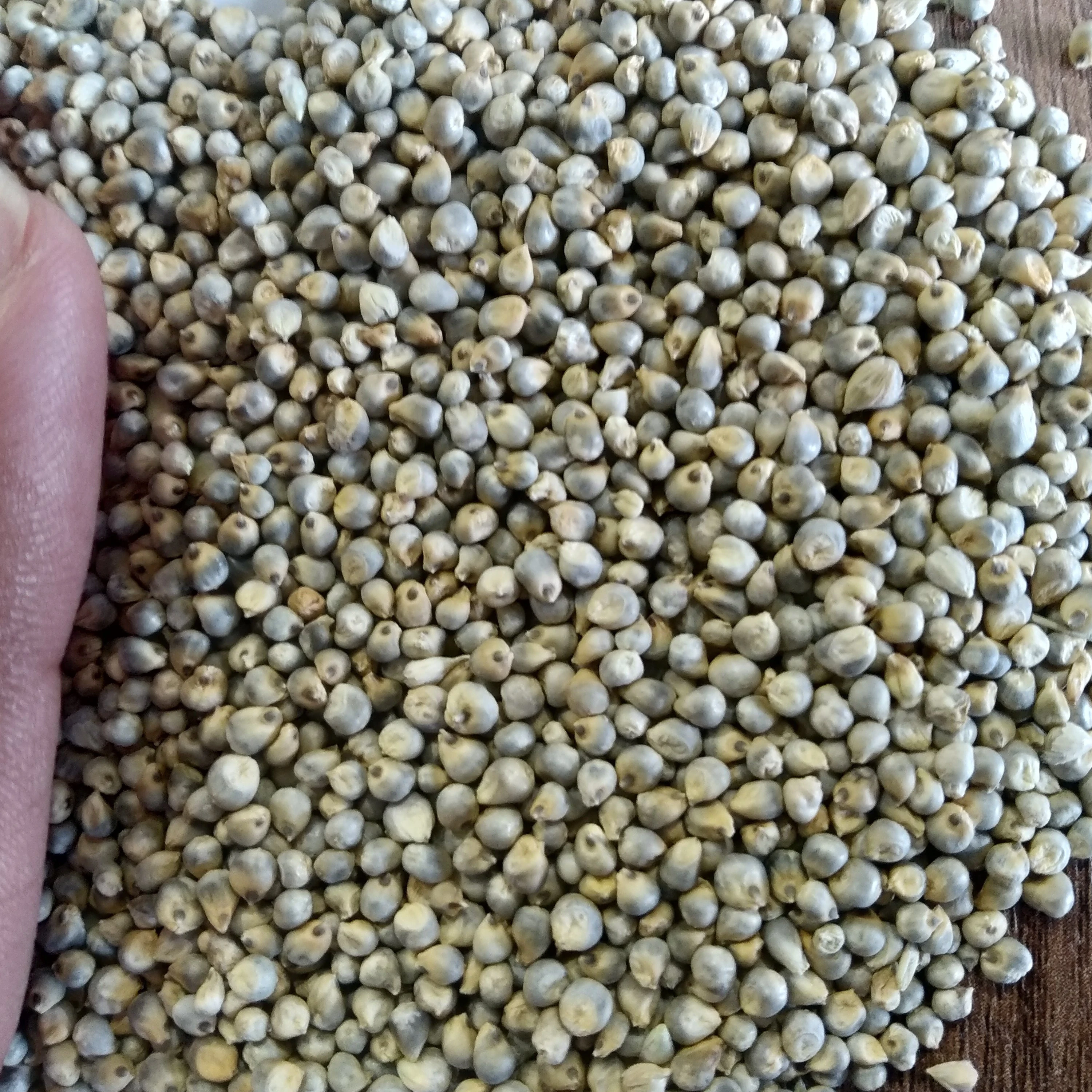 Gujarat Origin Green Millet/Eco Export