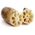 Import High Benefits Fresh Vegetables Food Lotus Root from China