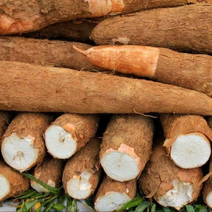 High Quality Fresh Cassava for Sale from Poland