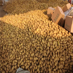 high quality Fresh Holland Potato From China,fresh Potato for Middle East, Cheap Fresh Whole Potatoes