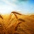 Import High quality ukranian feed barley from Ukraine