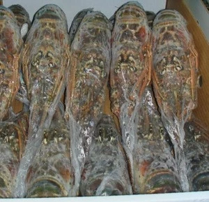 hot sale Canadian Lobsters / Frozen Lobster Tails for sell
