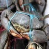 Hot Sale Live Mud Crabs,Blue Crabs,King Crabs /Live Seafood