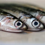 IQF anchovy fish factory manufactures anchovy for bait